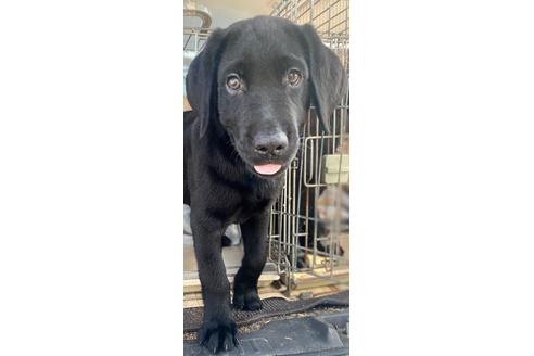 ブラック 黒ラブ のラブラドールレトリーバーの子犬を探す ブリーダーナビ